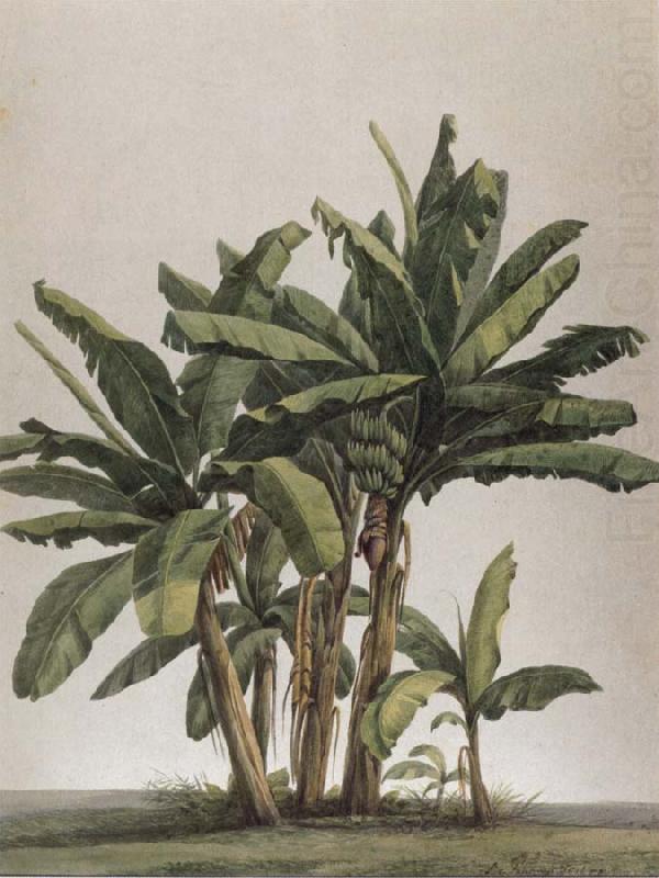 Musa x paradisiaco, Louise von Panhuys